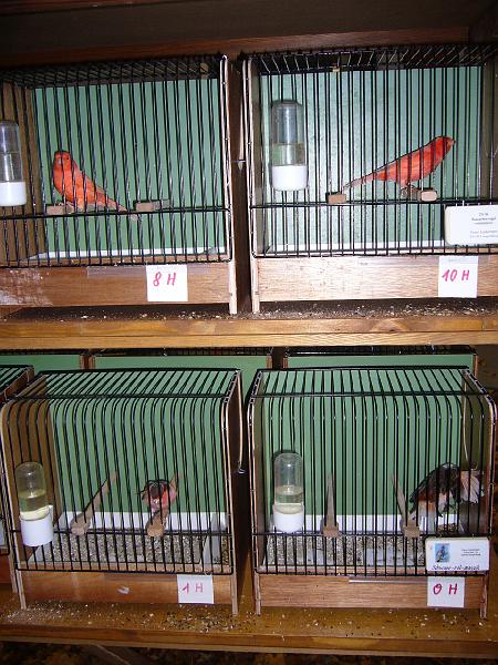 Ortsschau Langenberg 2008 240.jpg - Impressionen der Ortschau Langenberg 2008